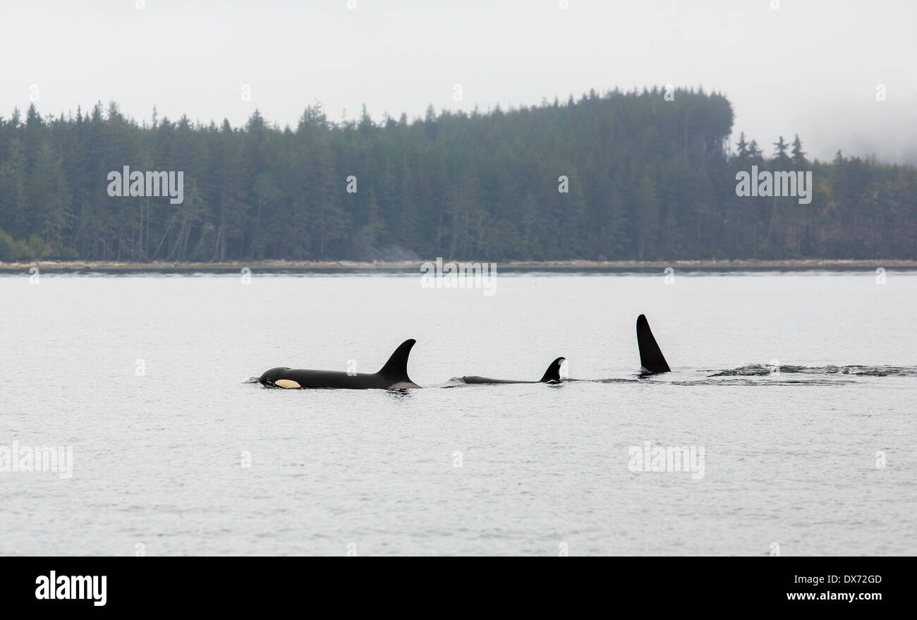 Eine Herde von Schwertwalen im Ozean. Stockfoto