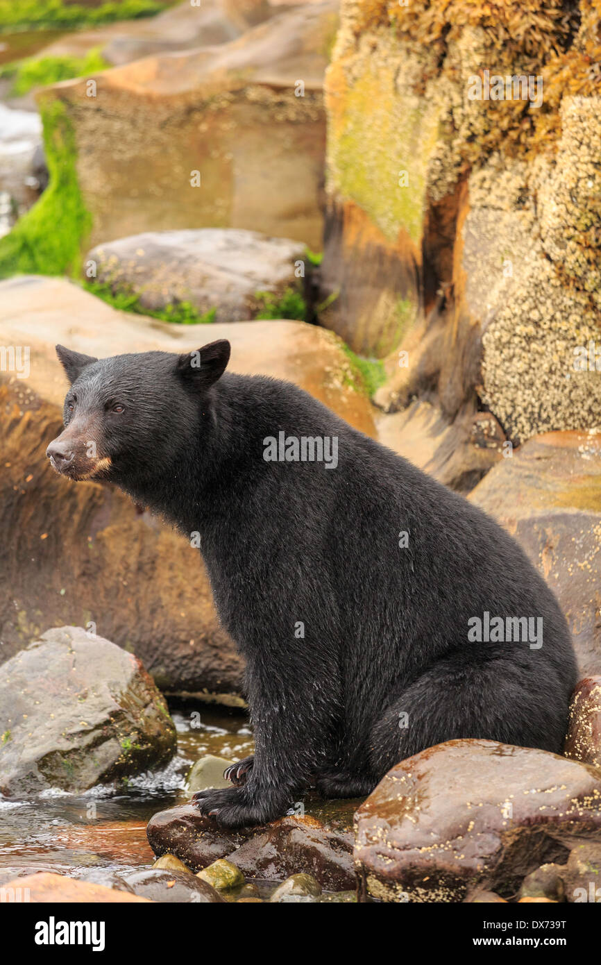 Ein schwarzer Bär sitzen. Stockfoto