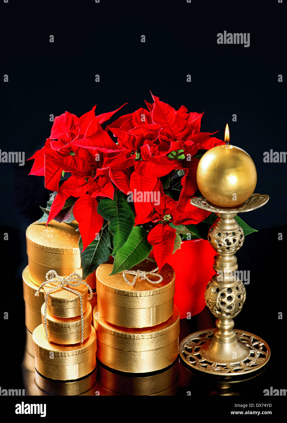 Rot Weihnachten Blume Weihnachtsstern mit goldenen Geschenke auf schwarzem Hintergrund Stockfoto