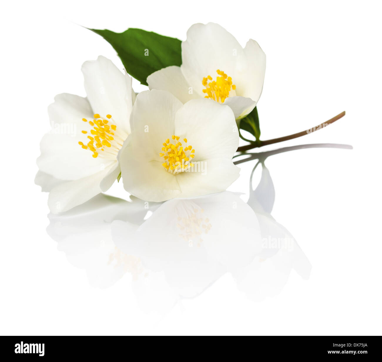 Jasmin Blüten auf weißem Hintergrund. Makroaufnahme Stockfoto