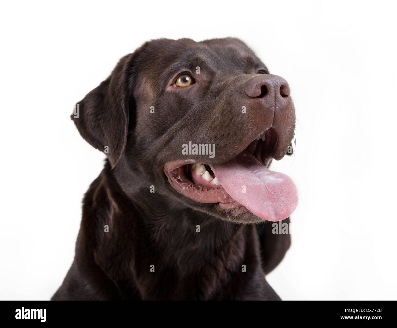 brauner Labrador Kopf, Nahaufnahme, weißer Hintergrund Stockfoto