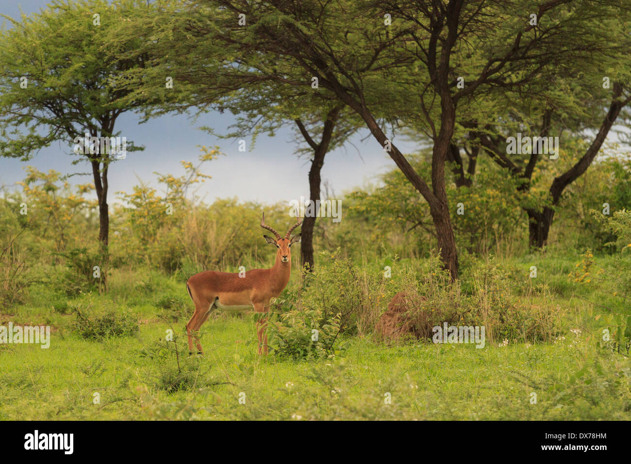 Ein Impala steht in einer afrikanischen Landschaft. Stockfoto