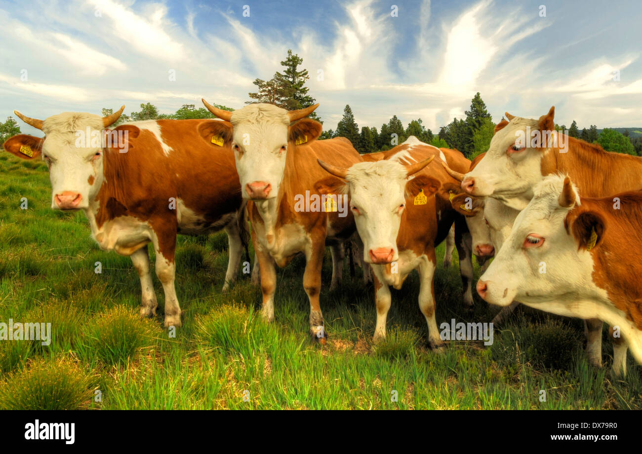 Vieh im Schwarzwald, Deutschland Stockfoto