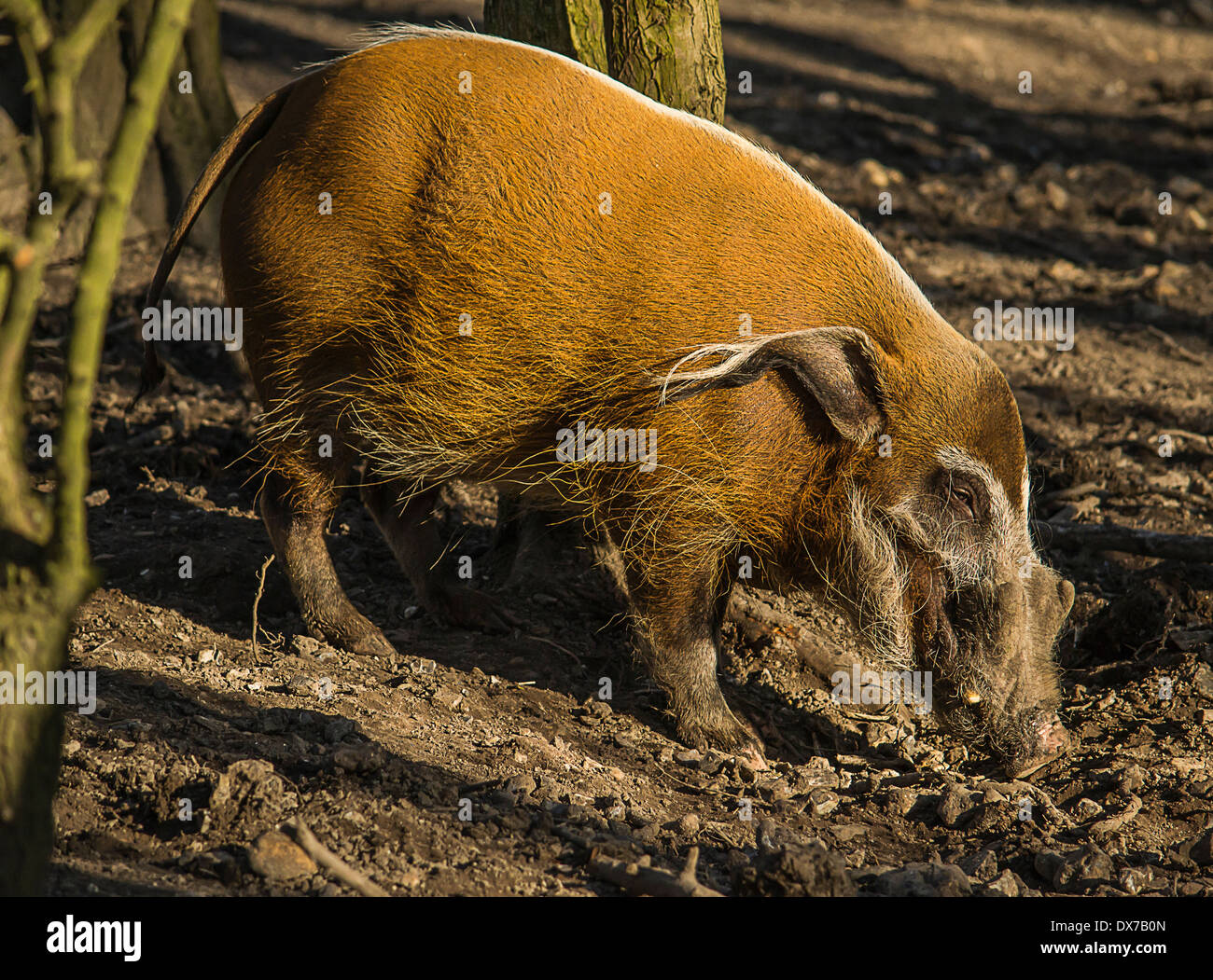 Bild von einer Red-River-Schwein Nahrungssuche im Boden. Stockfoto