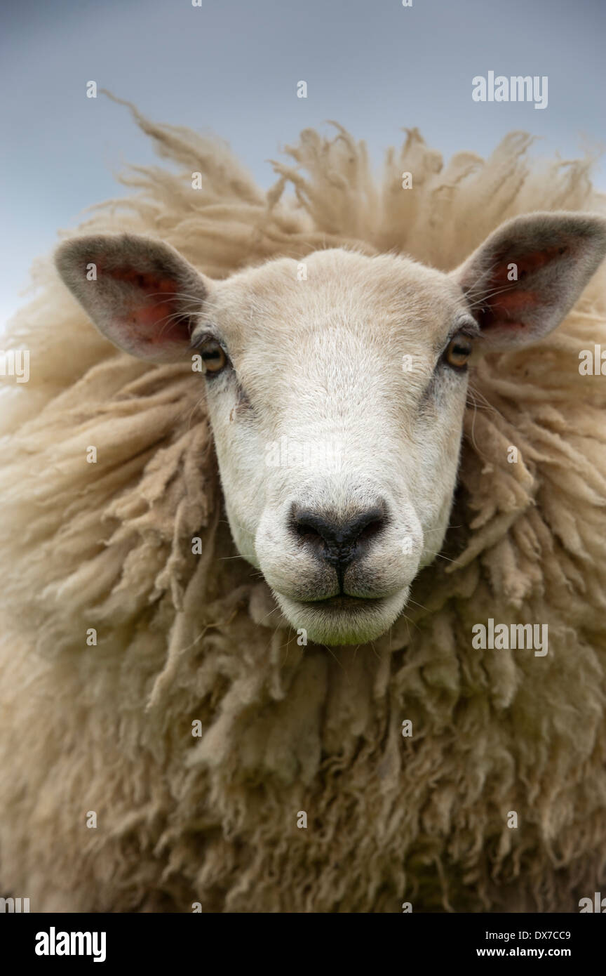 Kopf und wolle eines Schafes. UK Stockfoto