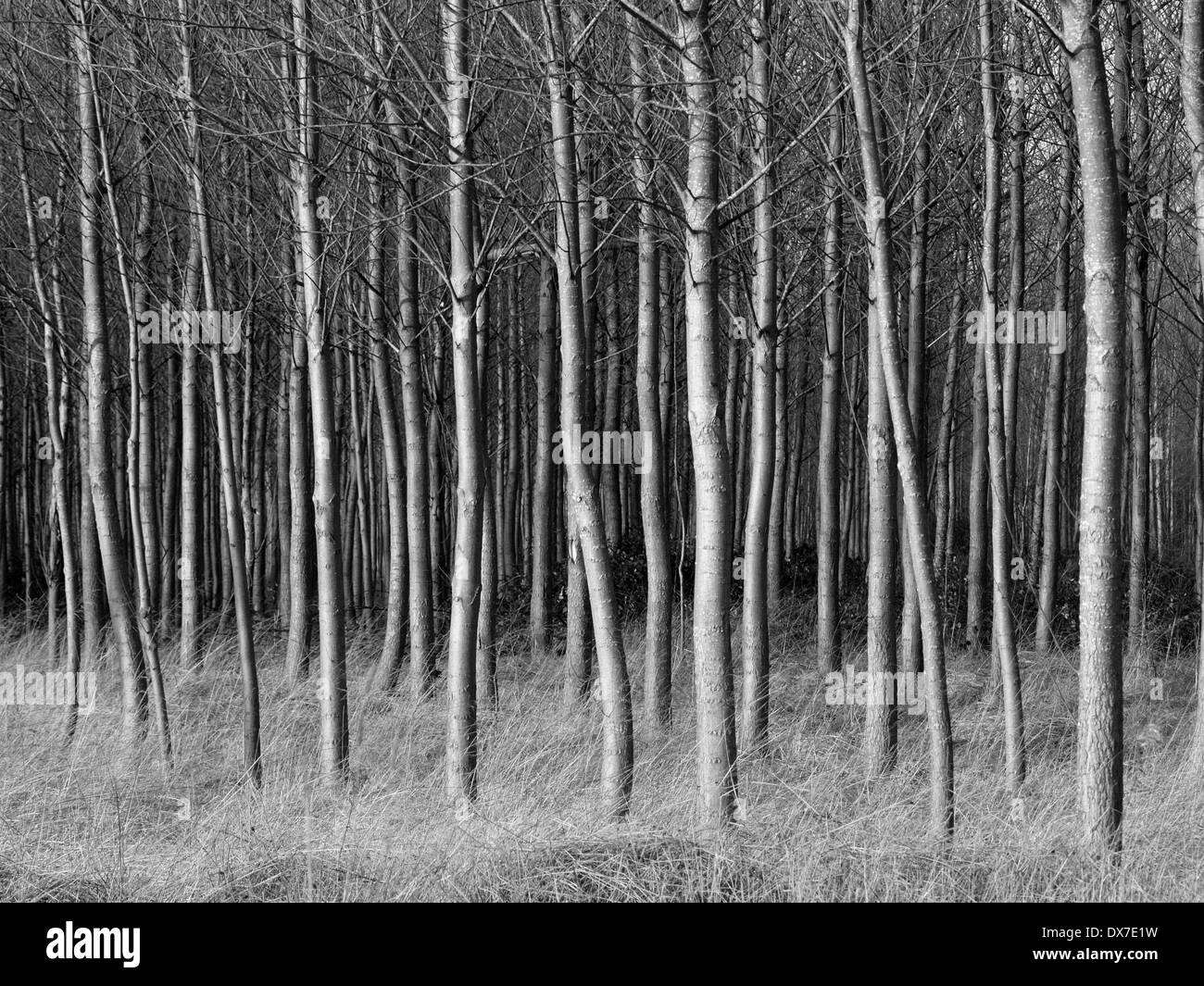 Viele wellige parallele Baumstämme im Vordergrund der Plantage mit windigen Trockenrasen unter BW monochromen Version Stockfoto