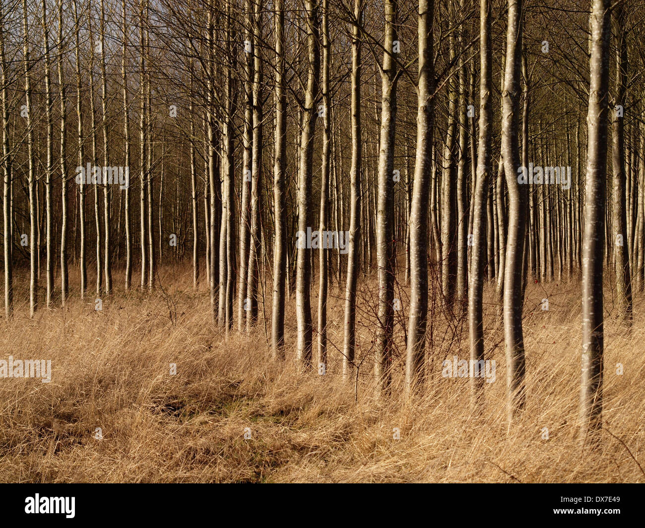 Viele parallele Stämme mit ein oder zwei Kurven in asymmetrische Ansicht der Plantage mit windigen Trockenrasen unten Stockfoto