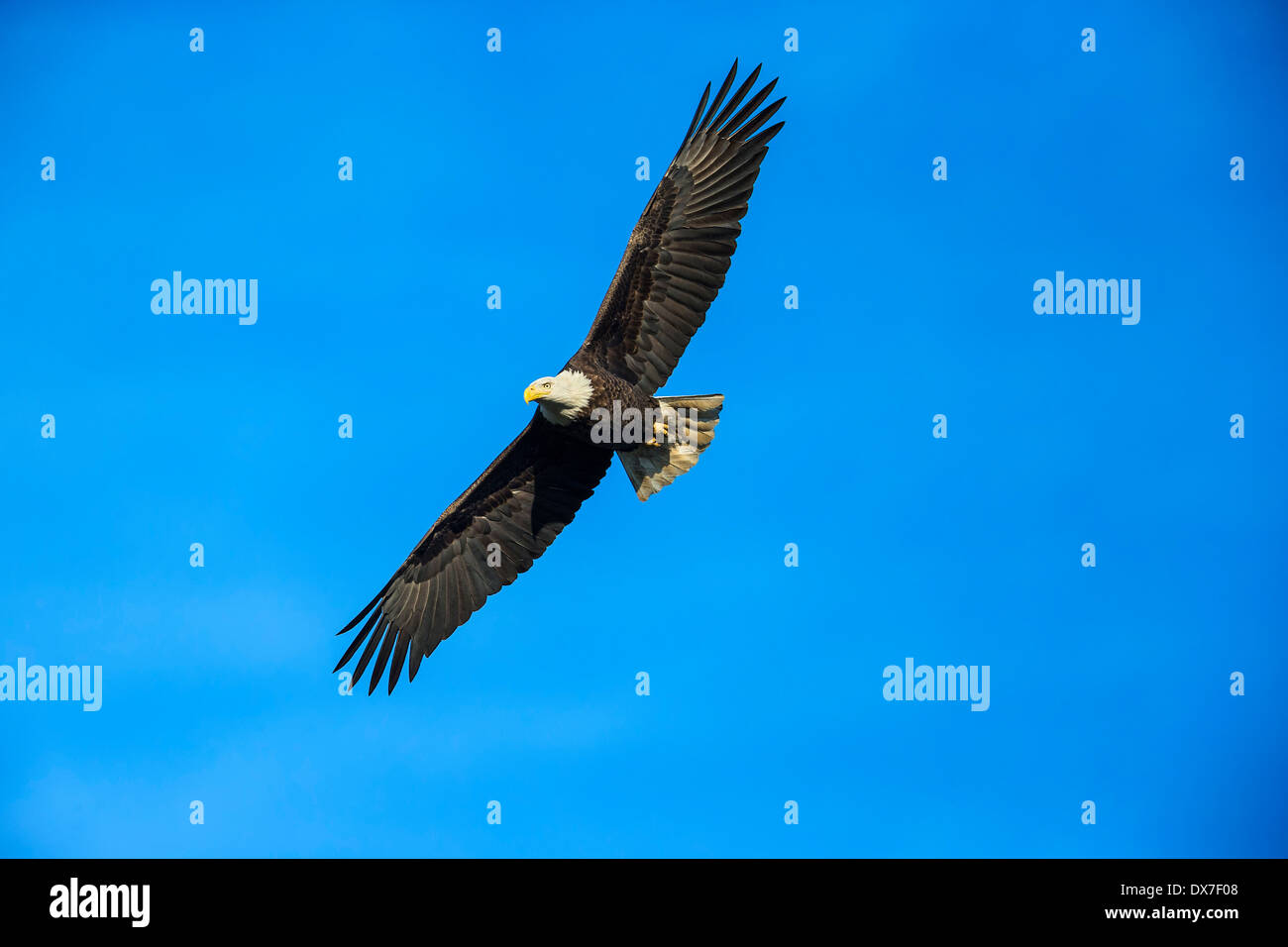 Adult Weißkopfseeadler Soaring hoch in den Himmel mit seinen Flügeln weit verbreitet bei den Conowingo Dam, MD, USA Stockfoto