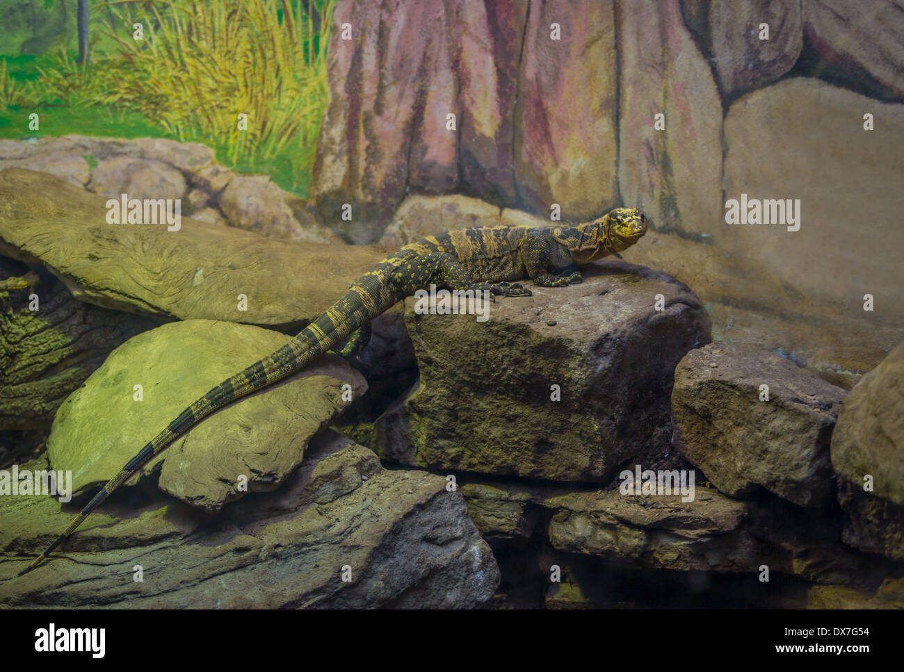 Echse Reptil im zoo Stockfoto