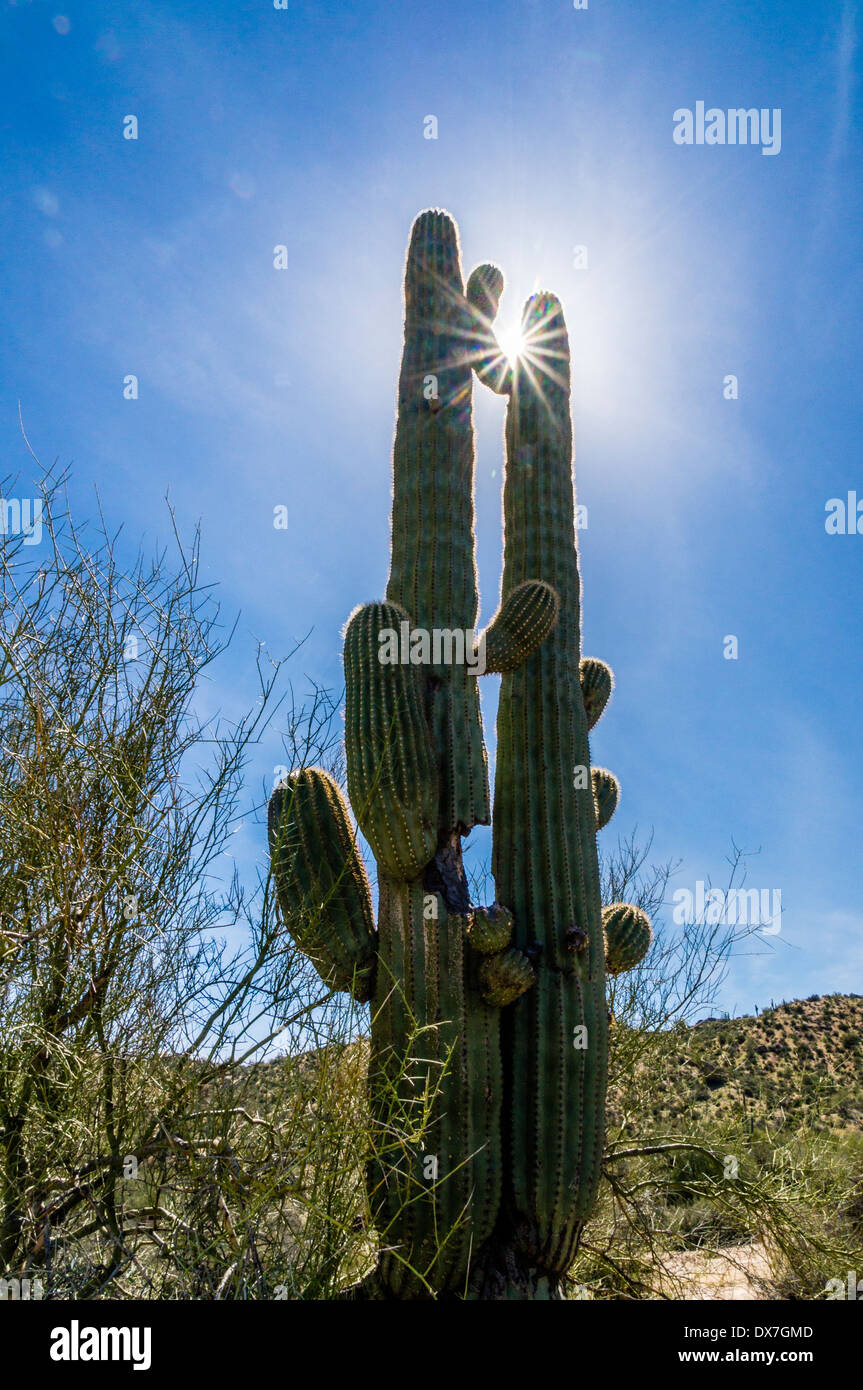 Saguaro Kaktus mit Sun Star, indem Sie eine kleine Blendenöffnung erstellt. In der Nähe von Bartlett Lake Tonto National Forest nordöstlich von Phoenix, Arizona. Stockfoto