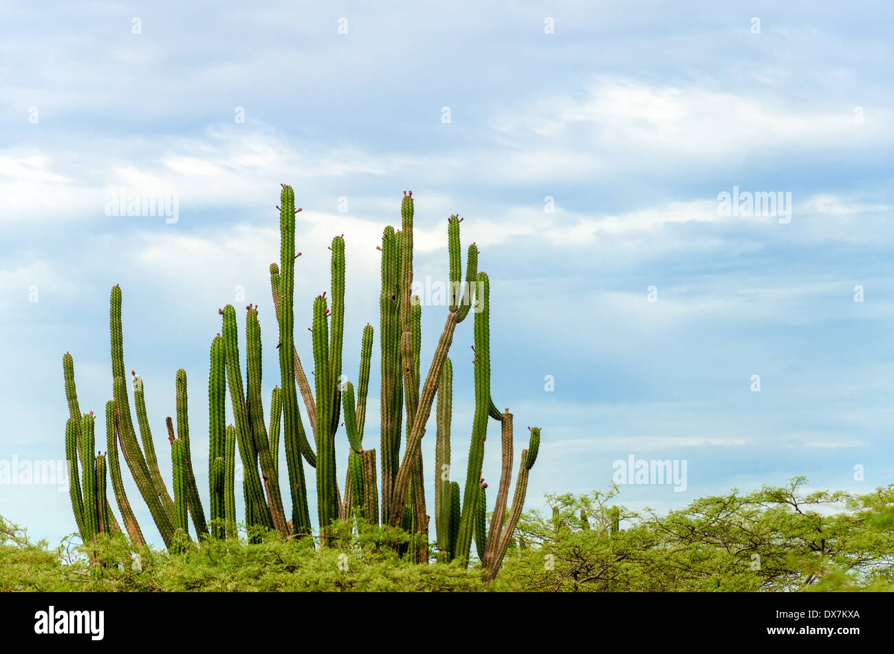 Hoher kaktus -Fotos und -Bildmaterial in hoher Auflsung  Alamy