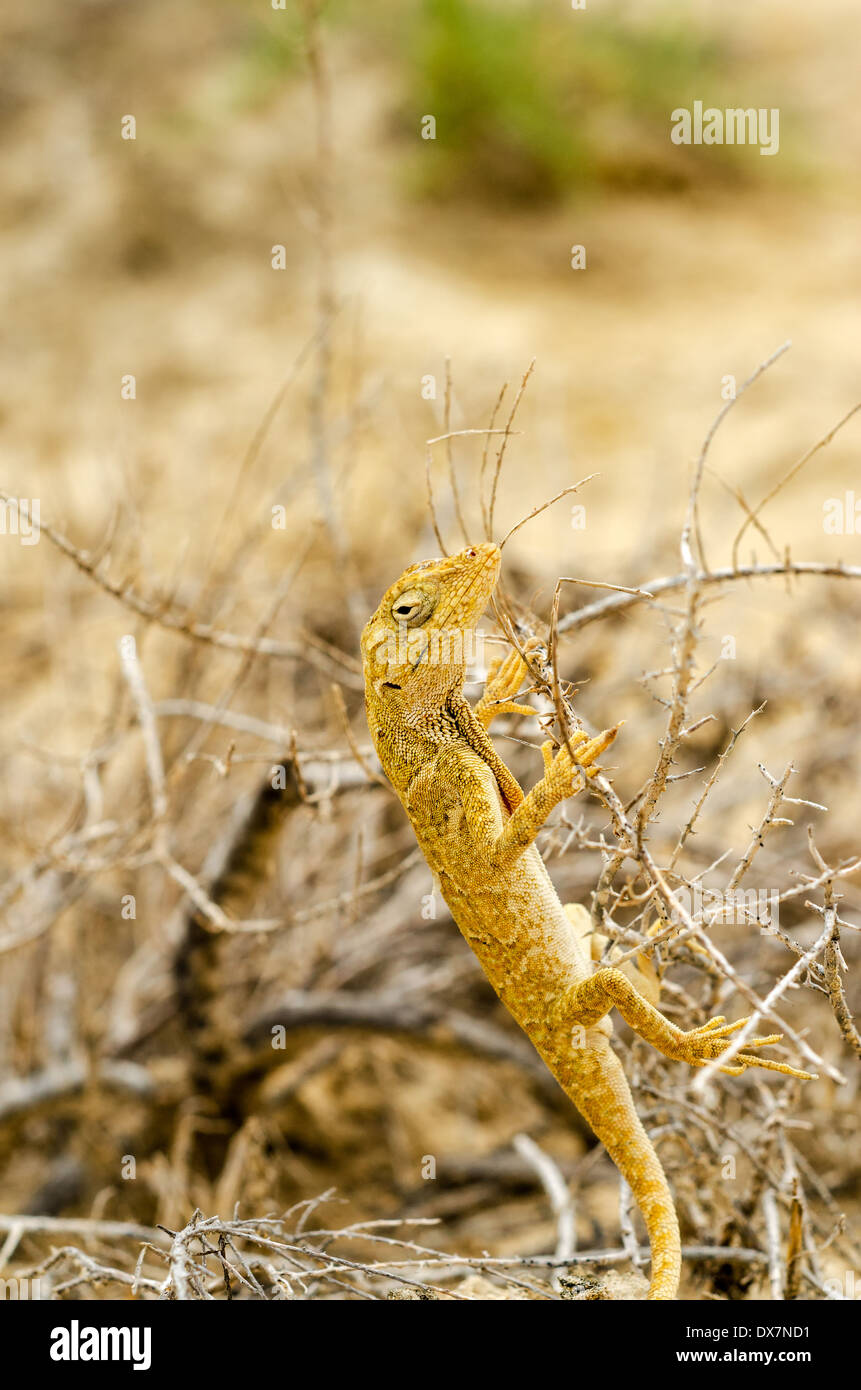 Detailansicht einer kleine gelbe Eidechse in La Guajira, Kolumbien Stockfoto