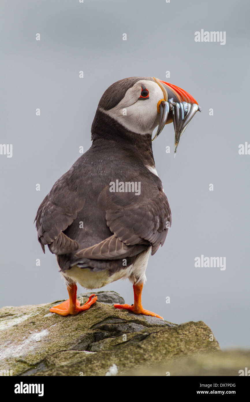 Papageitaucher Fratercula Arctica mit Bill voller Sandaale, Farne Inseln Northumberland uk Stockfoto