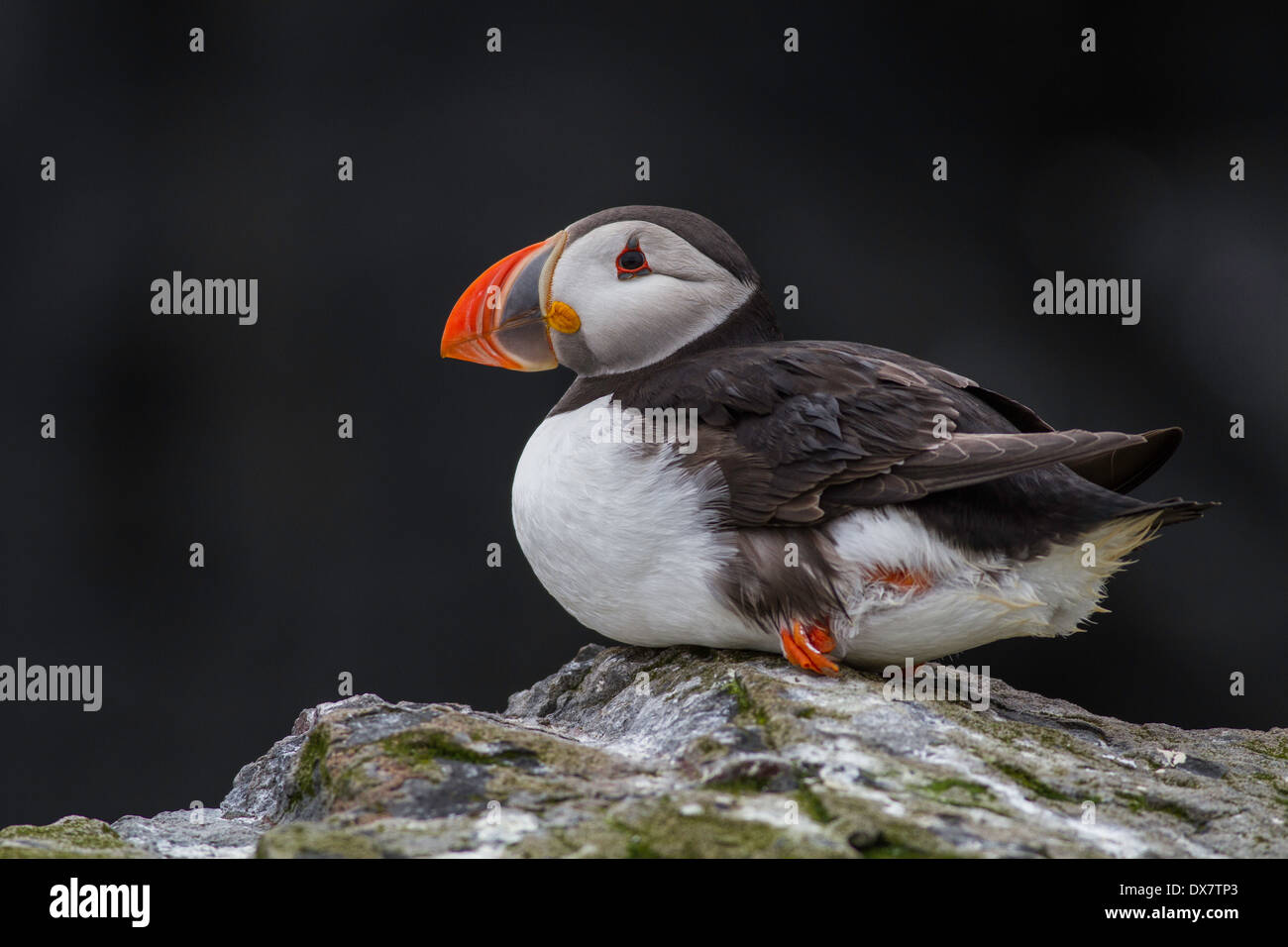 Papageitaucher Fratercula Arctica, Farne Islands, Northumberland, Großbritannien Stockfoto