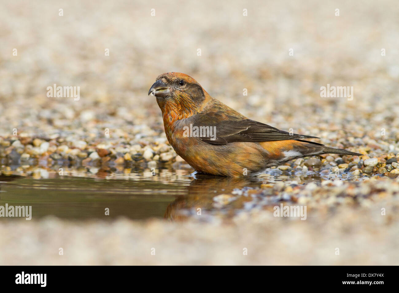 männliche gemeinsame Kreuzschnabel Loxia Curvirostra trinken aus einer Pfütze, Suffolk uk Stockfoto