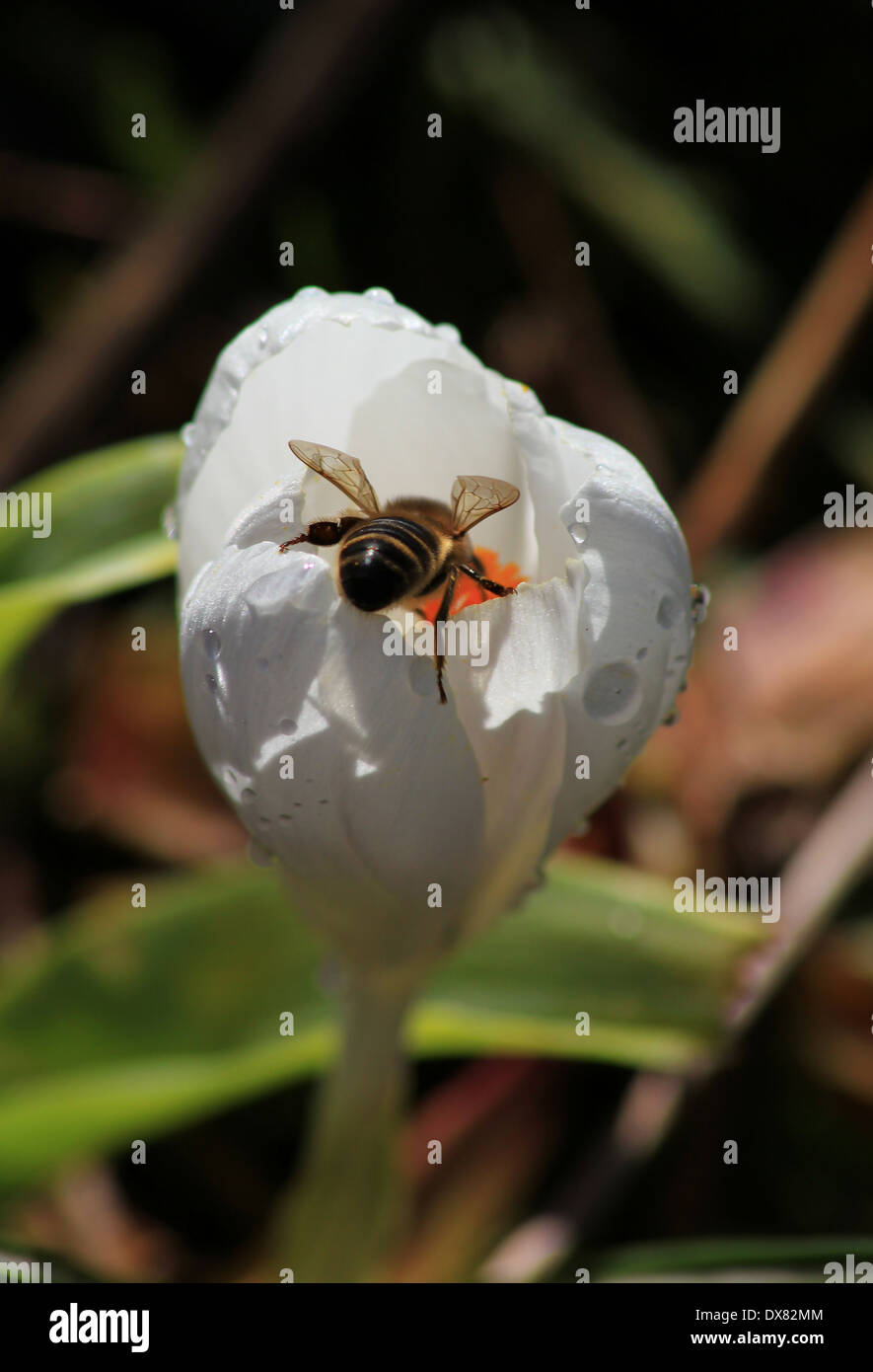 Honigbiene auf weiße Krokus Stockfoto