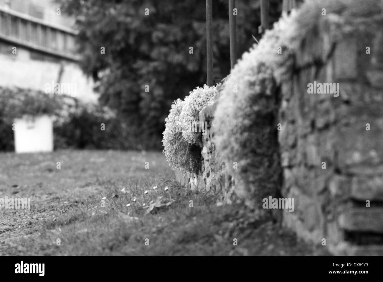 ¨Plants auf Felswand Stockfoto