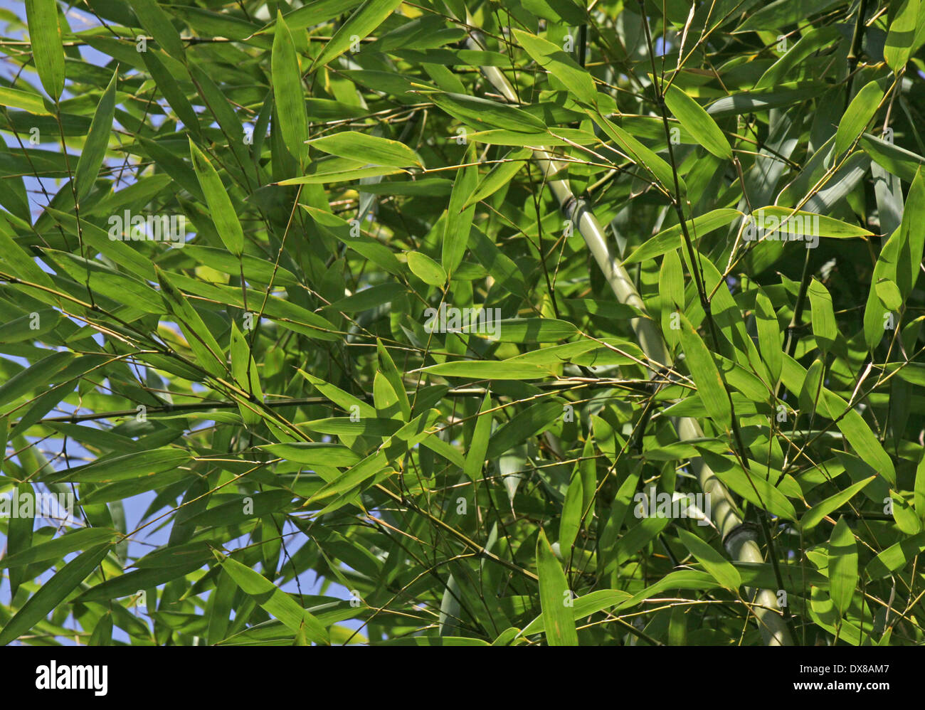 Nahaufnahme von Bambus Äste Stockfoto