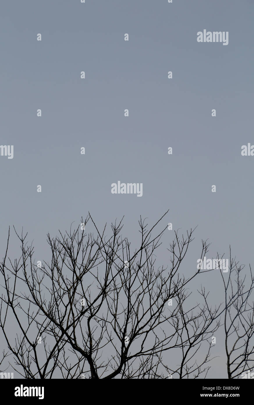 Himmel und ein Baum im zeitigen Frühjahr in Seoul, Südkorea Stockfoto