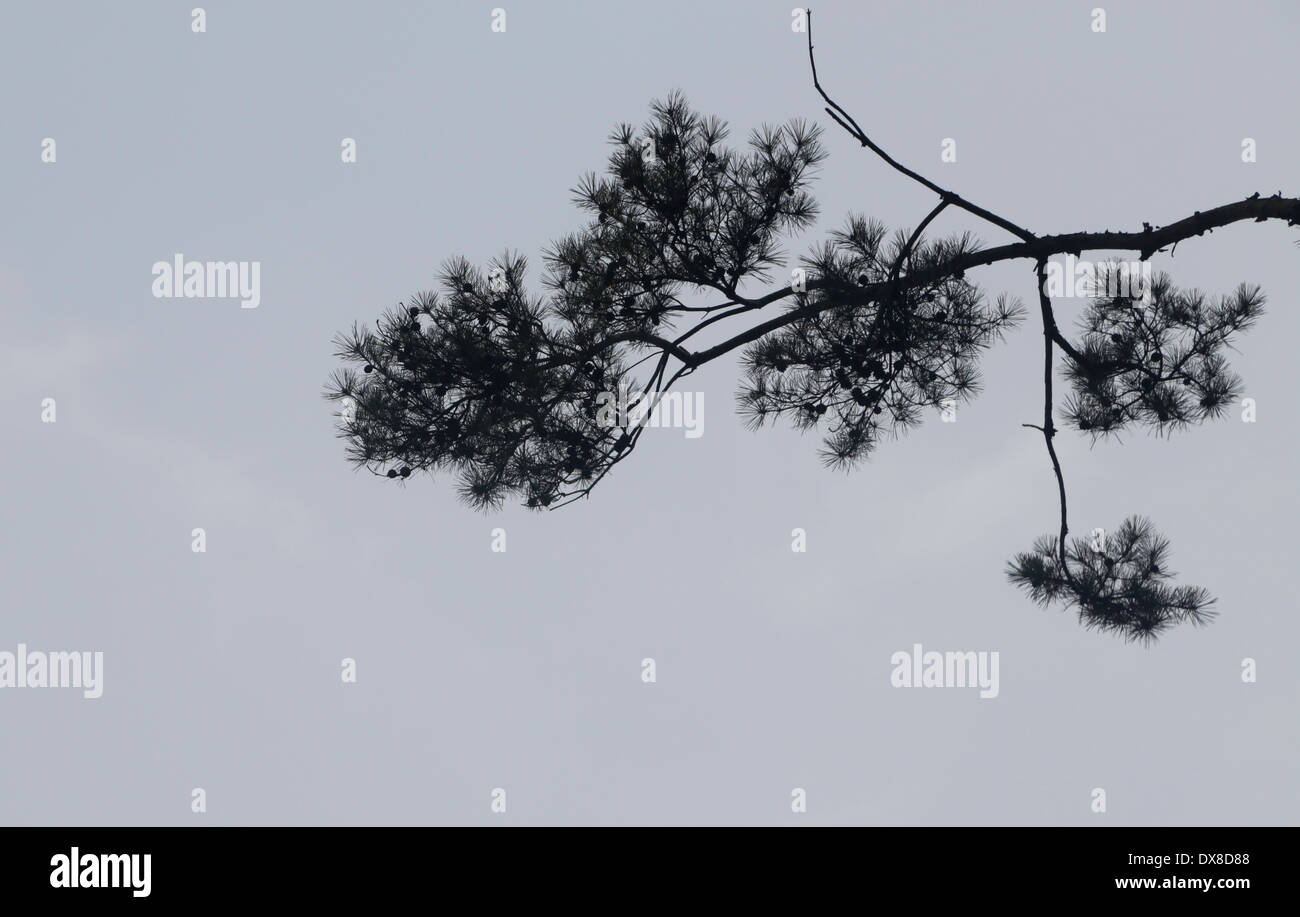 Himmel und ein Baum im zeitigen Frühjahr in Seoul, Südkorea Stockfoto