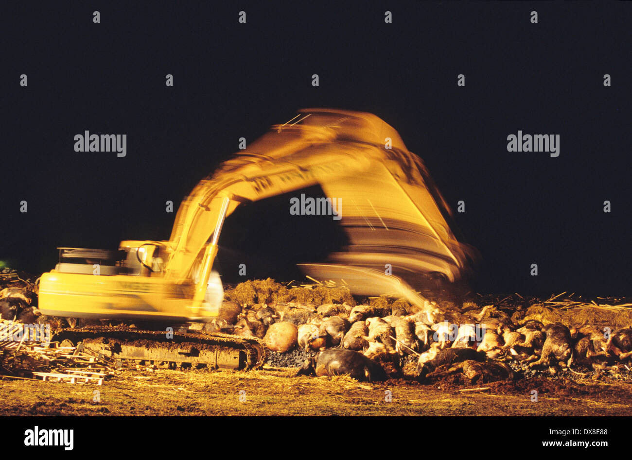 Bagger macht Masse Scheiterhaufen verbrennen von Rindern und Schafen, vermutet mit MKS, Cumbria, Vereinigtes Königreich Stockfoto