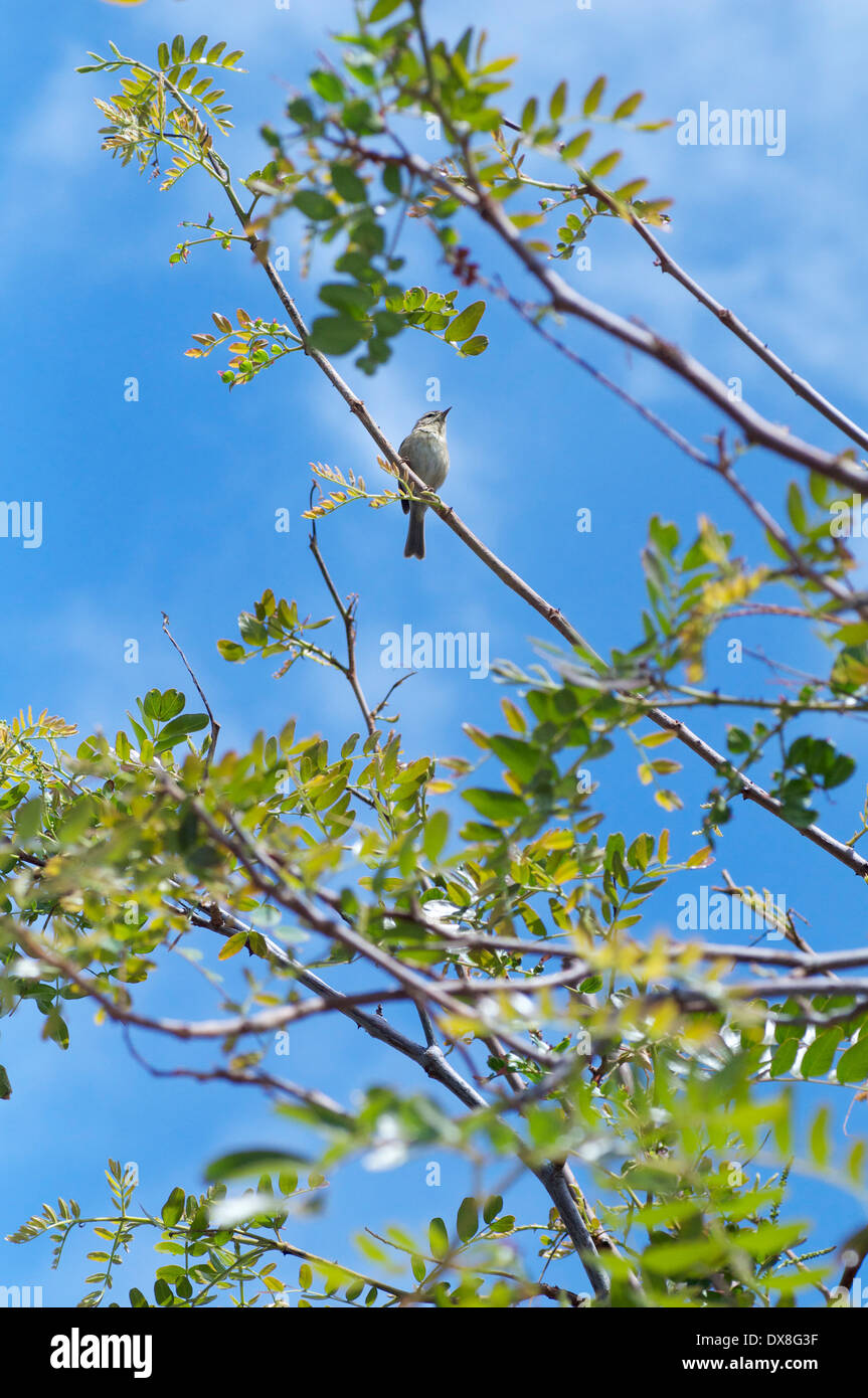 Ein Kanarienvogel Kanarische Insel Stockfoto