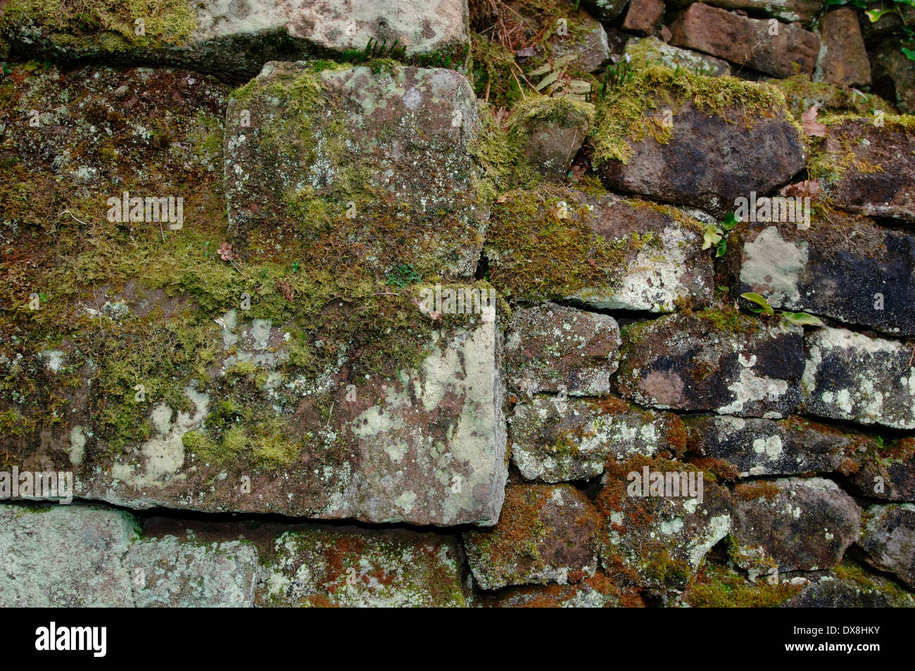Moos & Flechten wachsen auf einem Stein Wall.1. Stockfoto