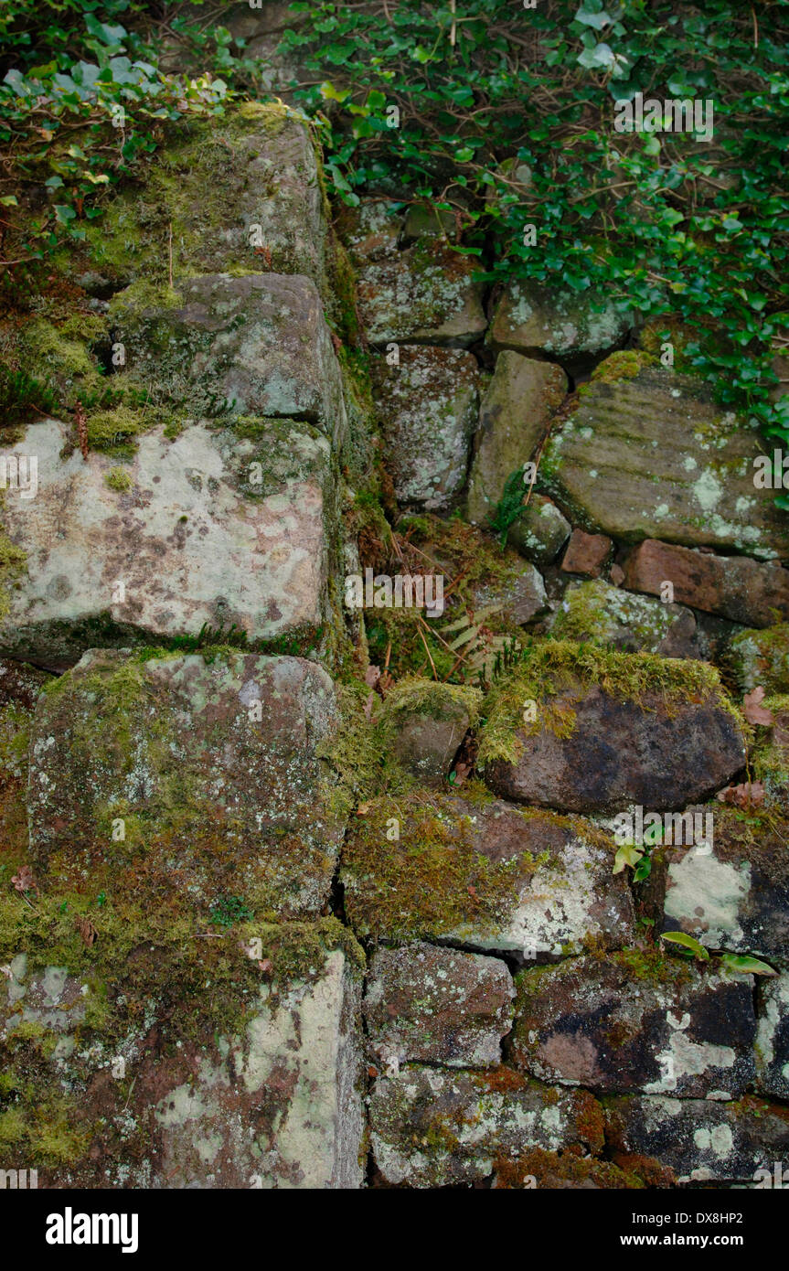 Moos & Flechten wachsen auf einem Stein Wall.3. Stockfoto