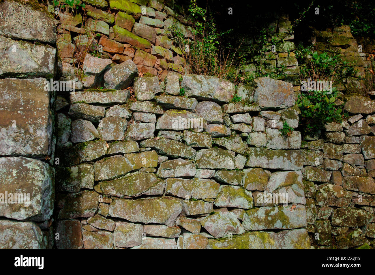 Moos & Flechten wachsen auf einem Stein Wall.6. Stockfoto