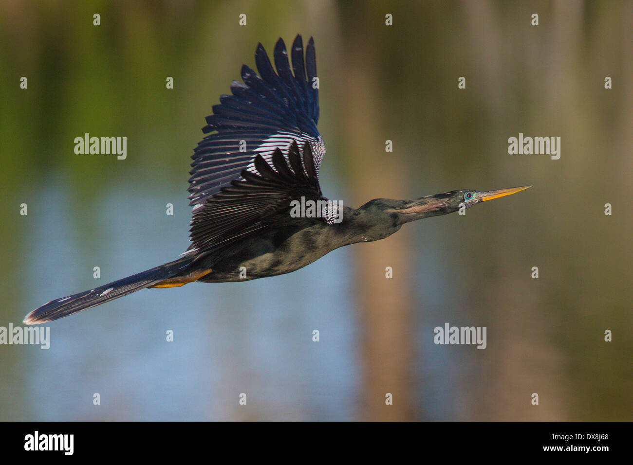 Anhinga auch bekannt als Snake Vogel, Wasser Türkei oder fliegen in Venice Florida Rookery Darter Stockfoto