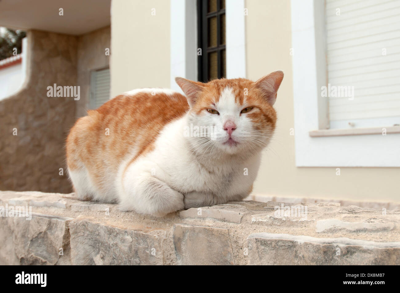 Ingwer Katze auf einer Mauer sitzend Stockfoto