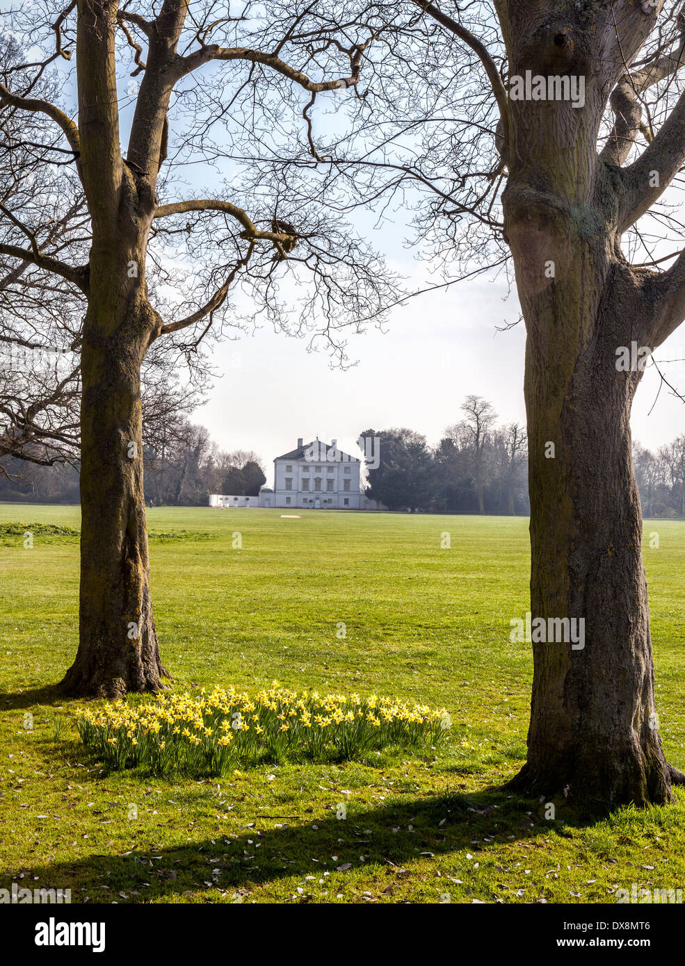Narzissen im Frühjahr im Marble Hill House - historische Royal-Heimat der Geliebte von König George ll - Twickenham, London, UK Stockfoto