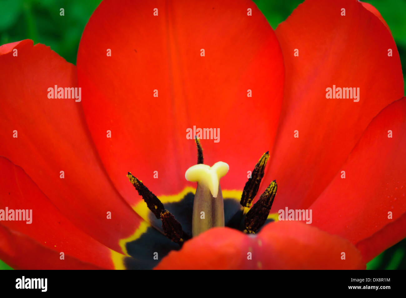 Makro schöne rote Tulpe mit gelben Blütenblatt Stockfoto