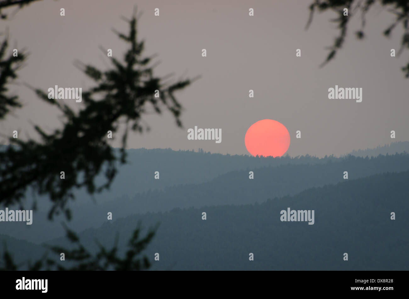 Rote Scheibe einer Sonne im Morgengrauen über fernen Berge Closeup mit Tannenzweigen im Vordergrund Stockfoto