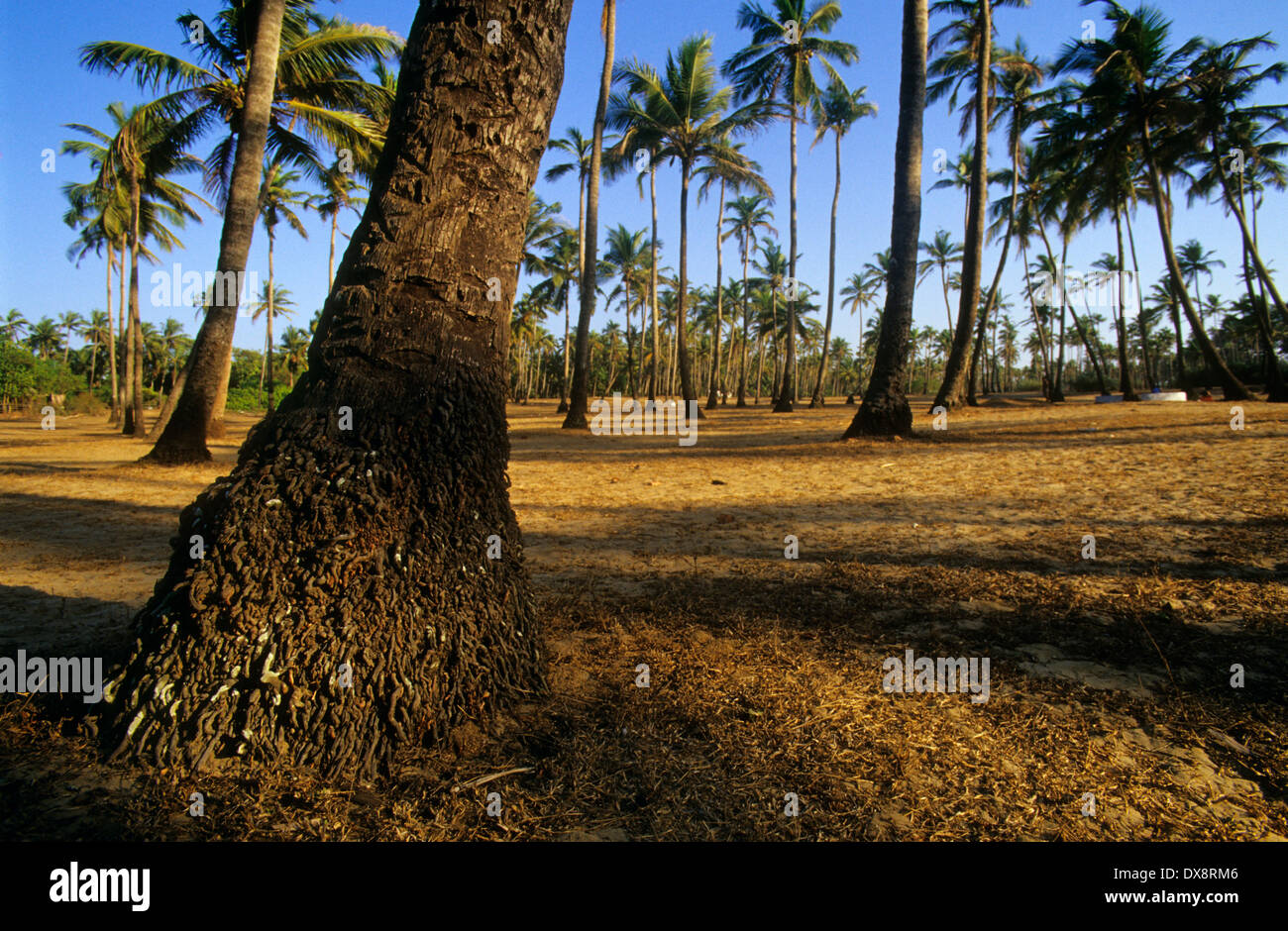 Arambol Palmenhain. Goa.India. Stockfoto