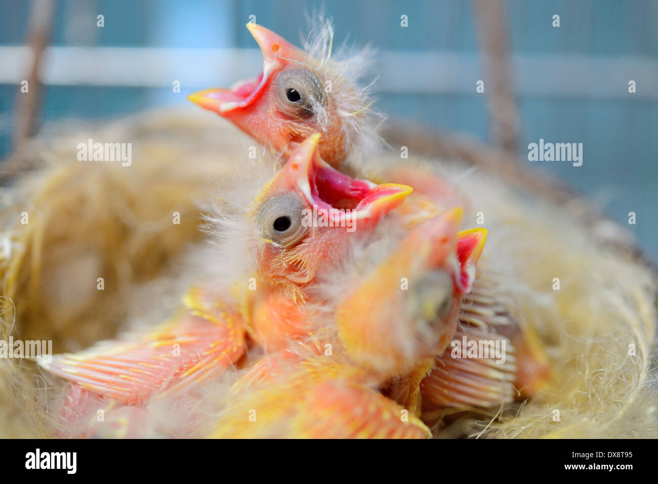 Brutvögel auf den Nest-Kanaren neu geboren Stockfoto