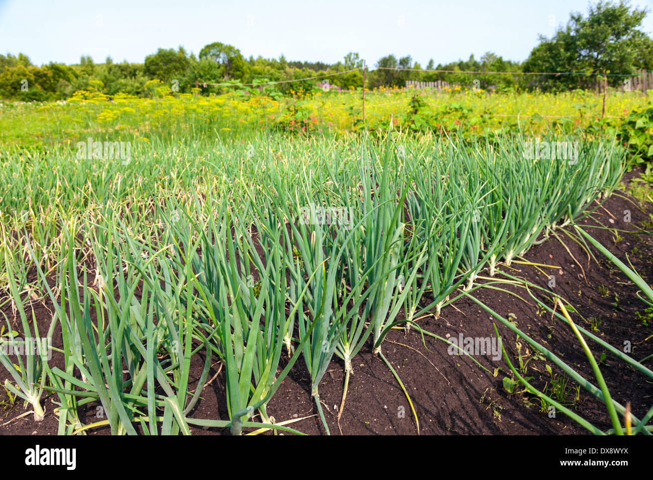 Zwiebel-Plantage im Gemüsegarten Stockfoto