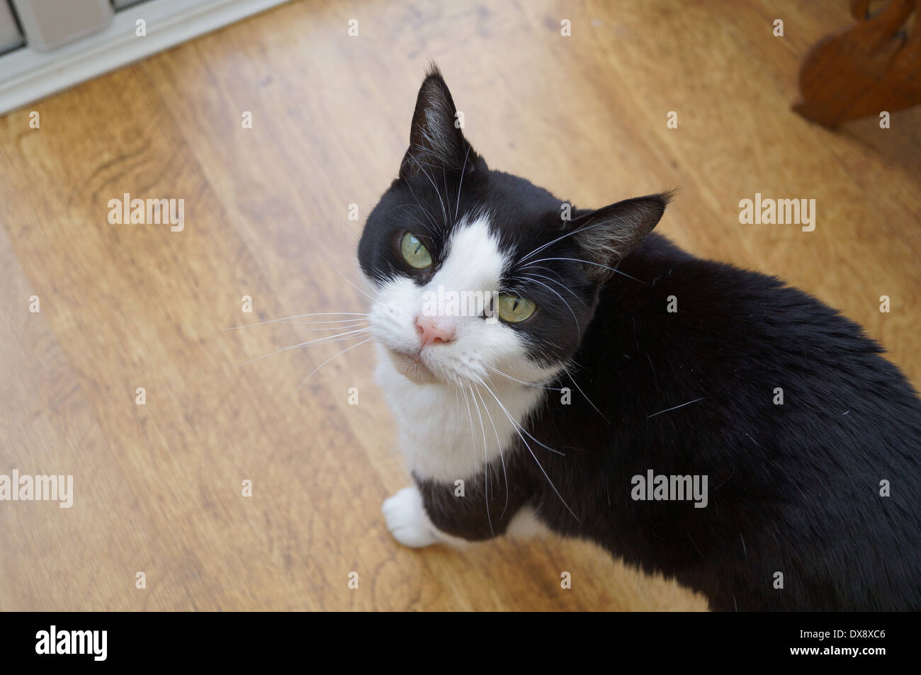 Katze will ausgehen / Katze will Fütterung Stockfoto