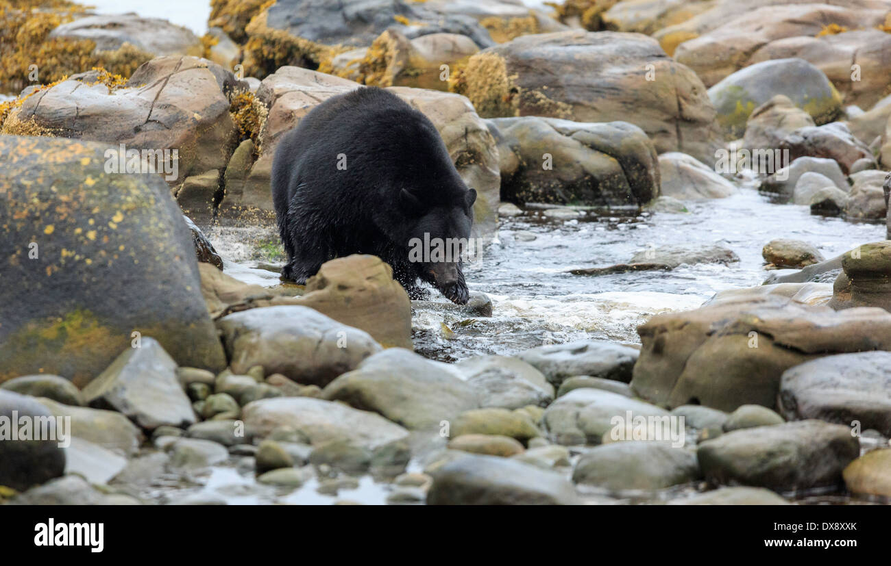 Ein riesiger schwarzer Bär versucht, laichen Lachse zu fangen. Stockfoto