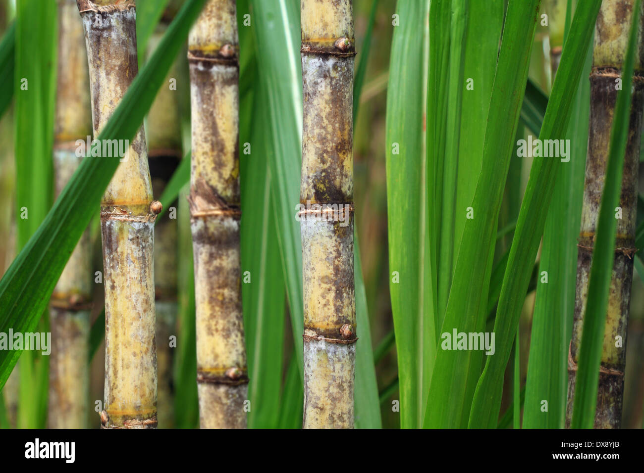 Nahaufnahme von Zuckerrohr-Plantage Stockfoto