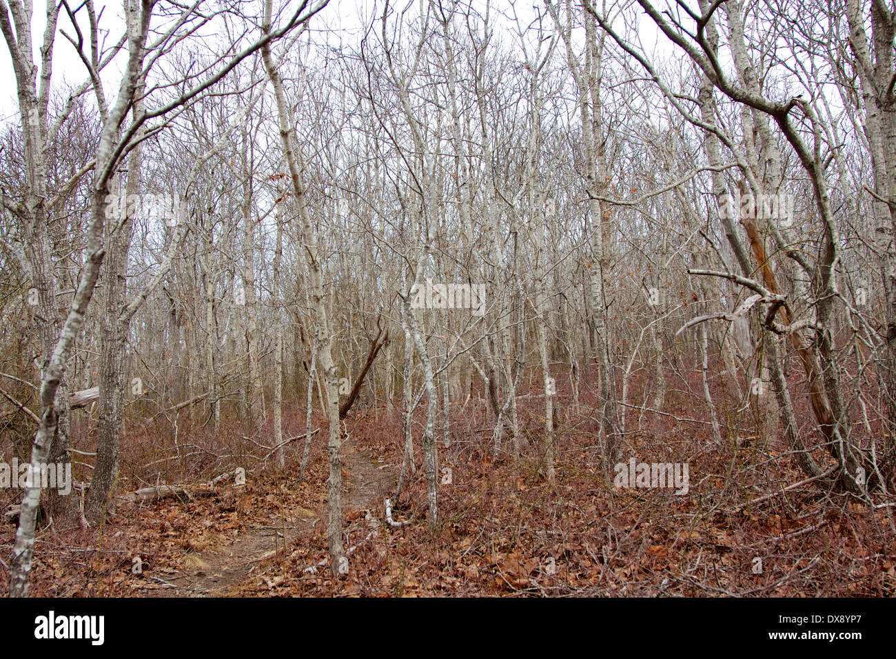 Wald bedeckt in jungen Birken auf Long Island, NY, USA. Stockfoto