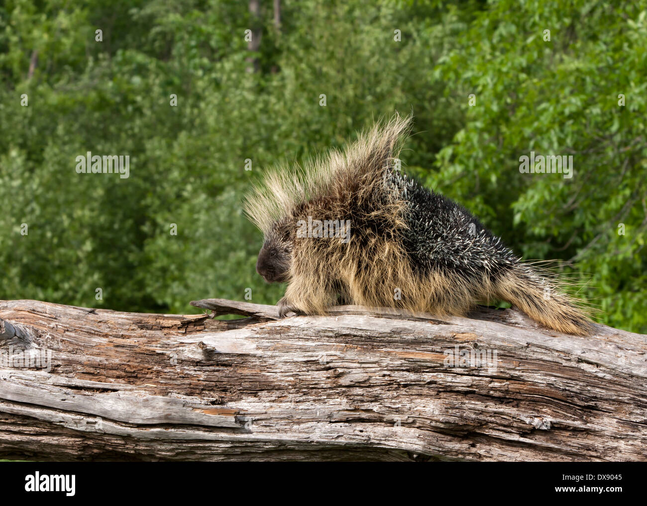 Erwachsene weibliche Stachelschwein Porträt Stockfoto