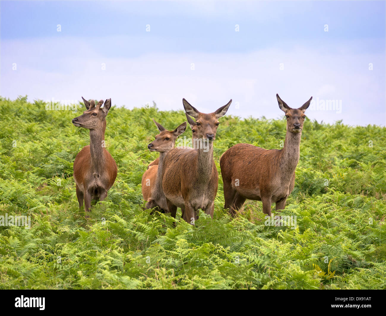 Gruppe von Red Deer (Cervus elaphus) unter grünen Bracken in Bradgate Park, Charnwood Forest, Leicestershire, England, Großbritannien Stockfoto