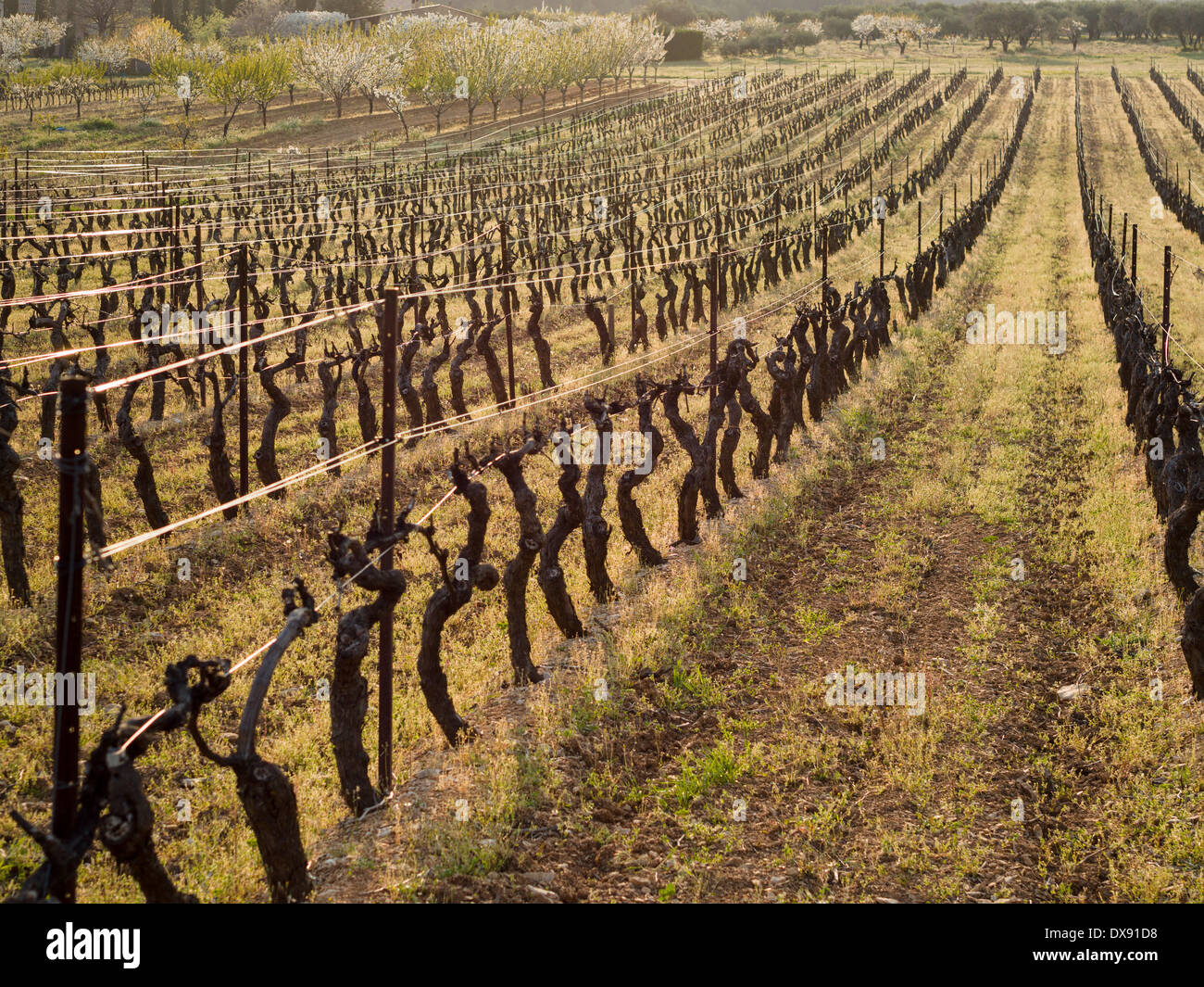 Beschnittene Weinberg im Frühjahr. Reihen von Weinreben, stark beschnitten, bereit für neues Wachstum im Frühjahr keimen. Stockfoto