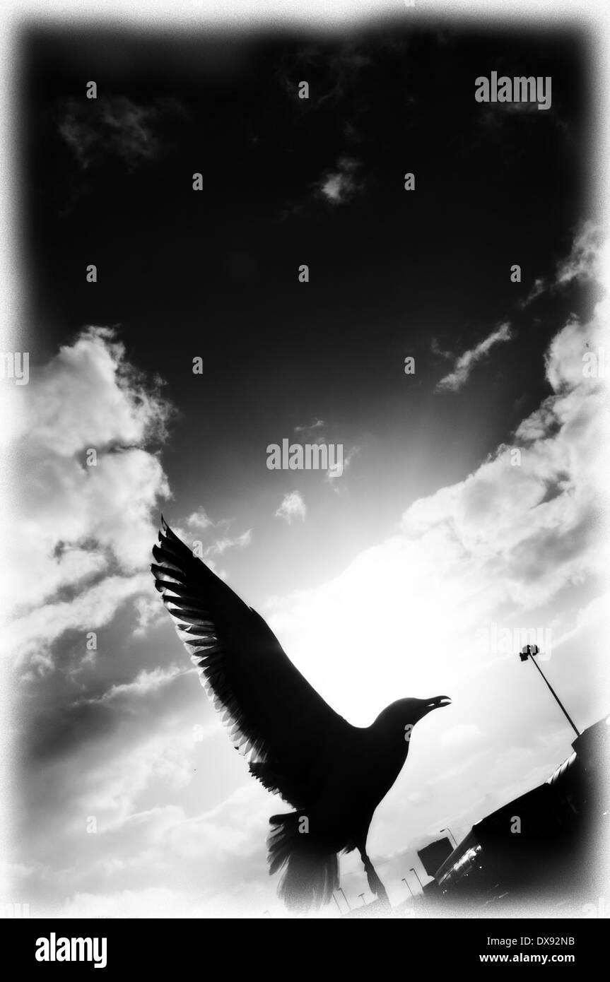 Letzten Schuss des Tages. Eine Möwe kam unten geschwungener und stahlen einen Chip und ich habe einen Schuss. Stockfoto