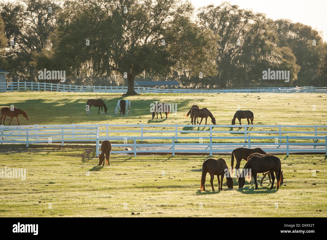Pferde grasen auf Bauernhof am späten Nachmittag Stockfoto