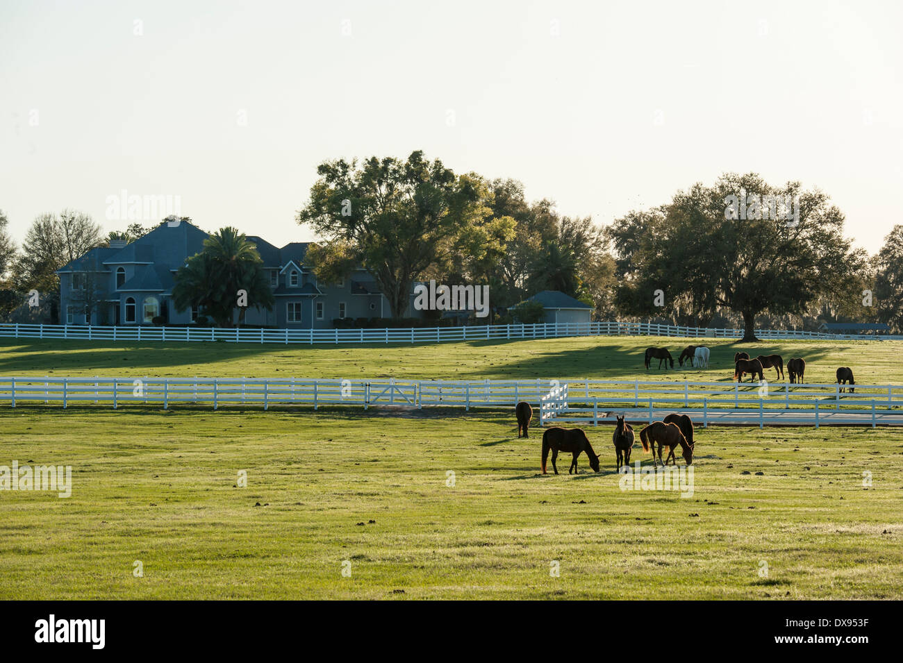 Pferde grasen auf Bauernhof am späten Nachmittag Stockfoto