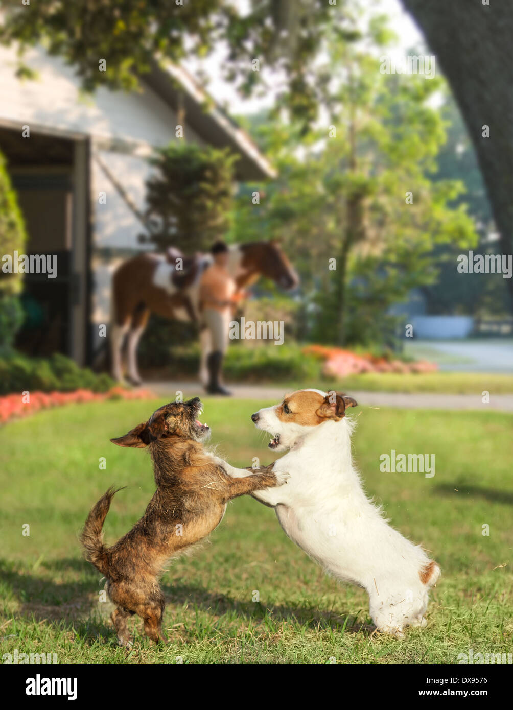 Zwei Hunde Terrier hinten oben im Spiel Stockfoto