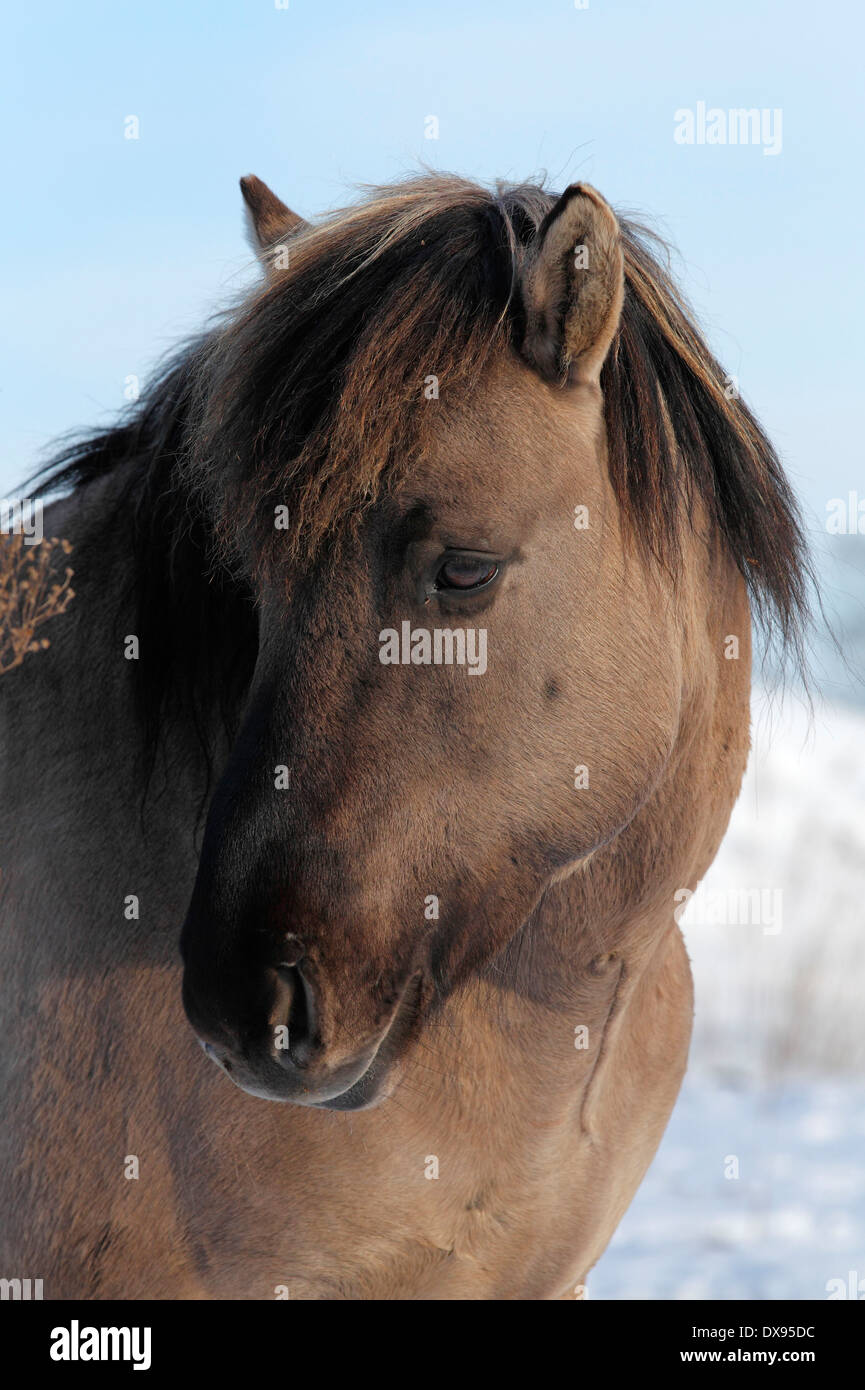 Konik-Pferd Stockfoto