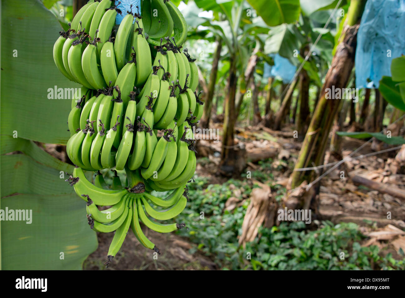 Guatemala, Abteilung von Izabal, Quiriqua Bananenplantage. Haufen von grünen Bananen vom Baum hängen. Stockfoto